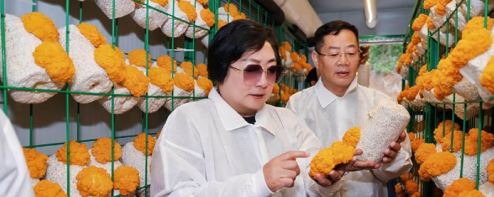 方舱“智”造黄金耳——智慧农业破局珍稀食用菌量产难题