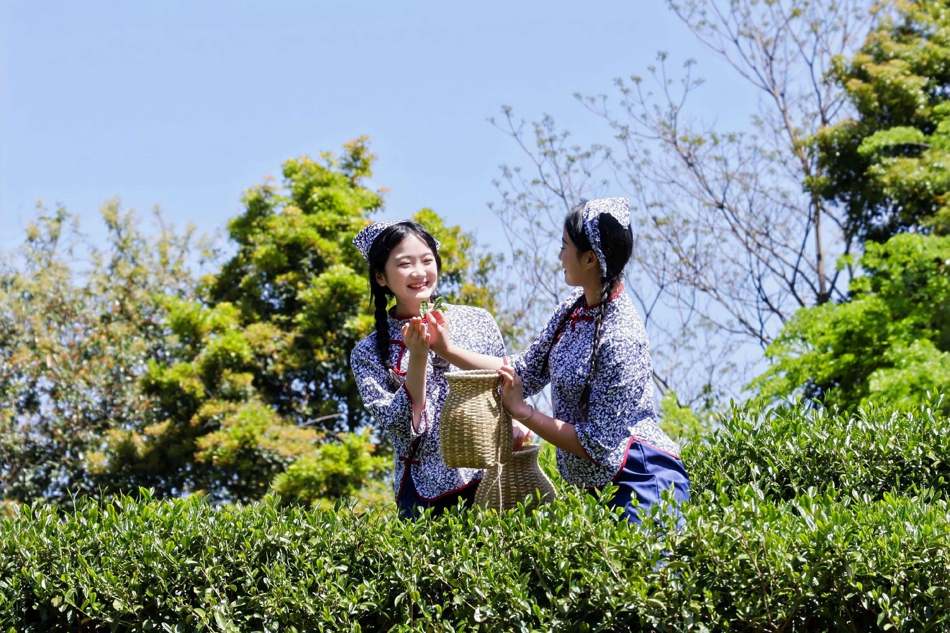 康禾采茶3.jpg